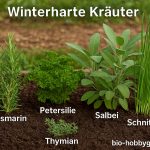 Winterharte Kräuter- Wie man Sie sicher durch den Winter bringt!