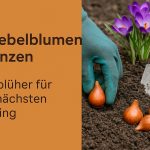 Zwiebelblumen pflanzen