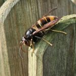 Asiatische Hornisse erkennen und richtig reagieren