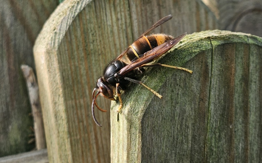 Asiatische Hornisse erkennen und richtig reagieren