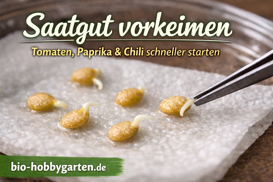 Saatgut vorkeimen – So startest du Tomaten, Paprika & Chili
