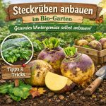 Steckrüben anbauen im Garten- Ein unterschätztes Wintergemüse