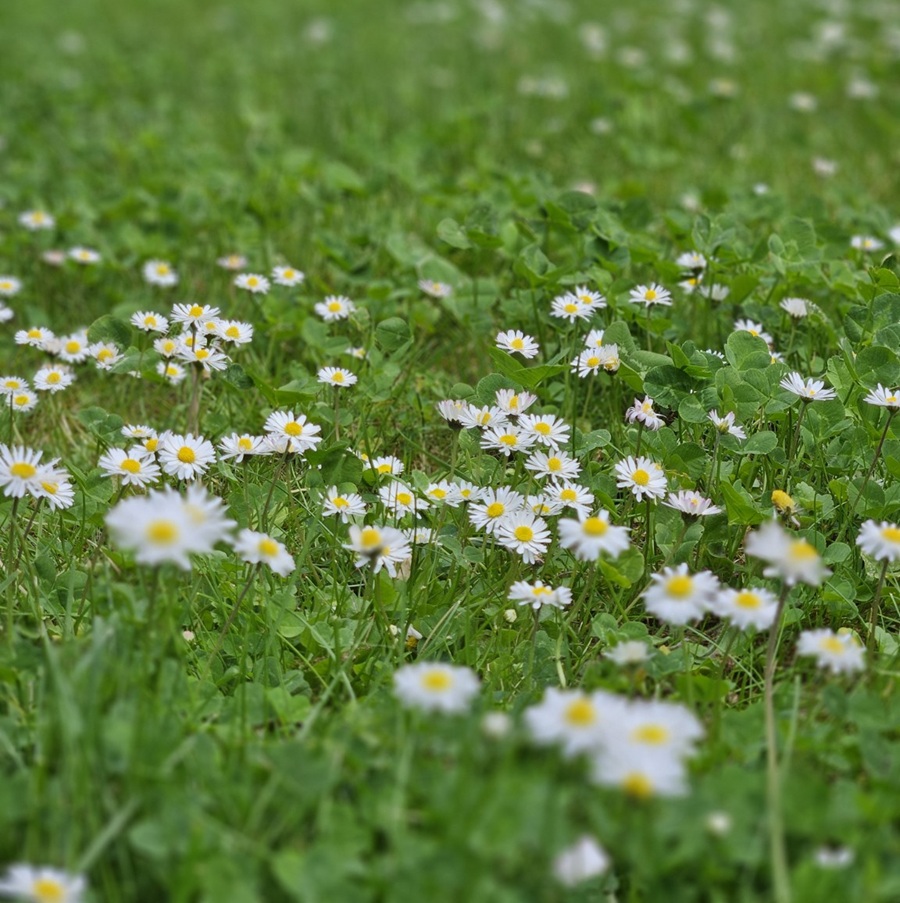 Gänseblümchen im Rasen – Nützlich oder Unkraut?