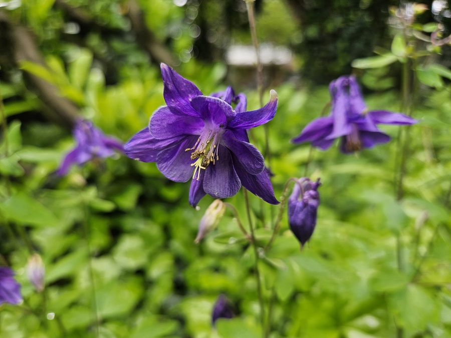 Akelei im Garten: Pflege, Standort und Tipps