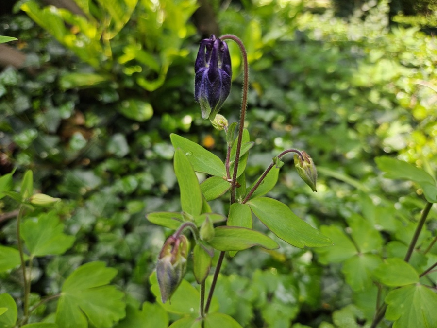 Akelei im Garten: Pflege, Standort und Vermehrung