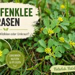 Hopfenklee im Rasen: Nützlicher Wildklee oder Unkraut?