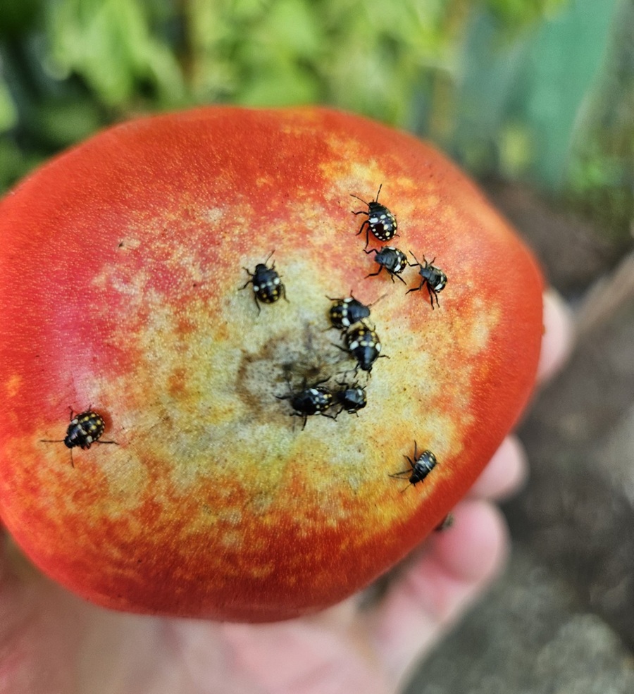 Grüne Reiswanze an Tomaten und Auberginen